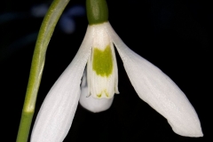 Galanthus nivalis L. 3