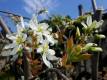 Amelanchier canadensis (pero corvino)