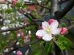 Melo antico var. Abbondanza