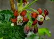 Ribes × nidigrolaria (jostaberry)