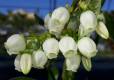 Vaccinium corymbosum (Mirtillo americano var. Jersey)