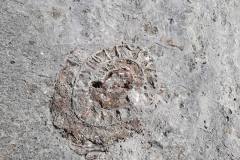 Ammonite fam. Arcestidae