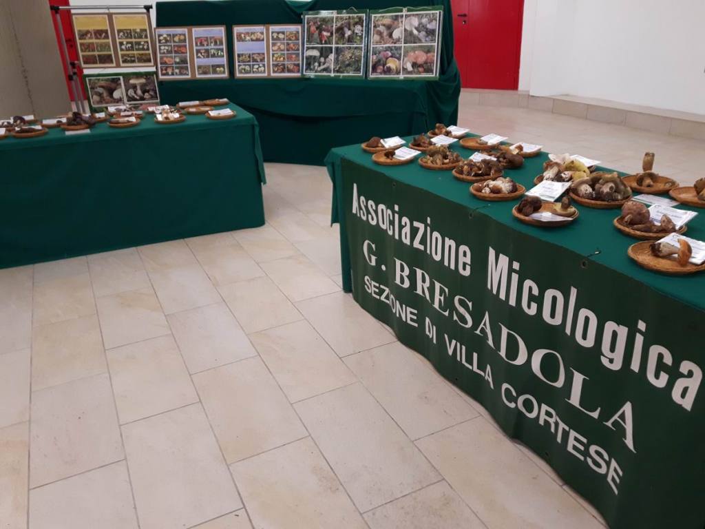 Mostra micologica di Gignese presso il Museo dell'Ombrello